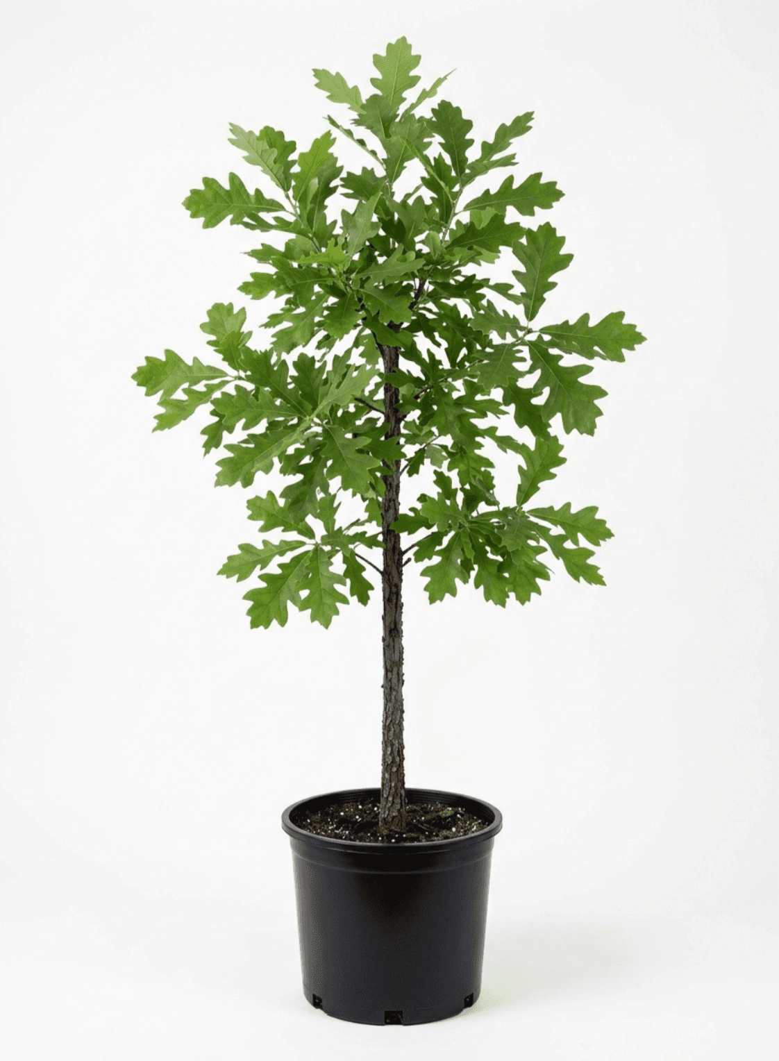Burr oak #15